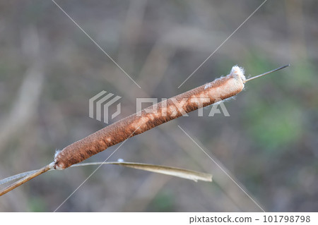 Winter Typha (Typha latifolia) Winter Typha (Typha latifolia) 101798798