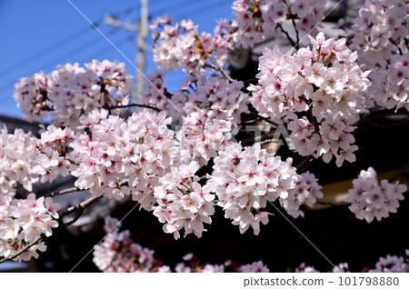 Cherry blossoms in full bloom at Obiji Temple 101798880