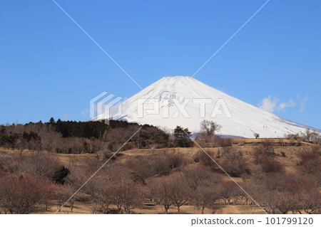 Snow-capped Mt.Fuji in clear weather Snow-capped Mt.Fuji in clear weather 101799120