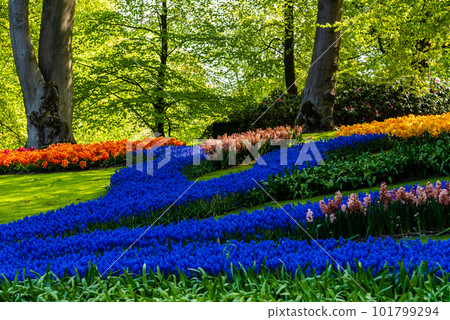 Colorful spring fresh dutch tulips. Assorted colors Colorful spring fresh dutch tulips. Assorted colors 101799294