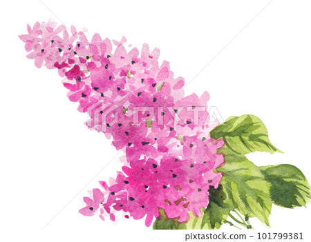 水彩畫的丁香花23422pix7 101799381