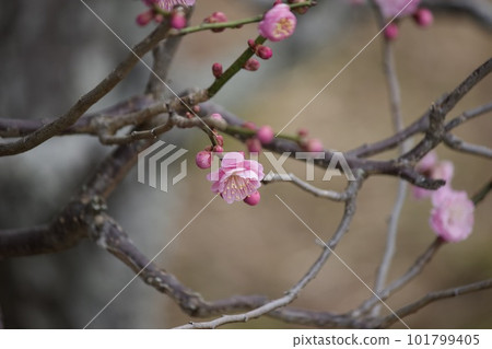 開始開花的李子花 開始開花的李子花 101799405