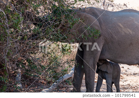 Desert elephant with its feeding calf Desert elephant with its feeding calf 101799541