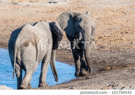 Two Male African Elephants Challenging Each Other Two Male African Elephants Challenging Each Other 101799542
