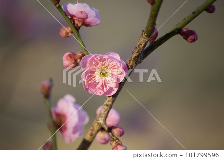 Pink plum blossom horizontal composition Pink plum blossom horizontal composition 101799596