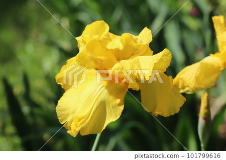 Yellow german iris flower blooming in spring garden Yellow german iris flower blooming in spring garden 101799616