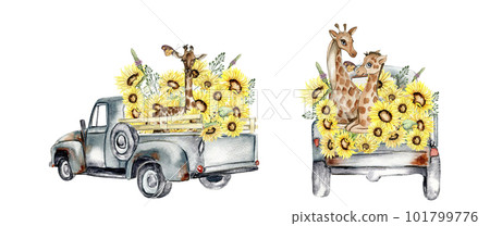 Watercolor composition with sunflowers and farm car in cartoon style.Hand drawn illustration of summer. Perfect for scrapbooking, kids design, wedding invitation,posters, greetings cards. Watercolor composition with sunflowers and farm car in cartoon style.Hand drawn illustration of summer. Perfect for scrapbooking, kids design, wedding invitation,posters, greetings cards. 101799776