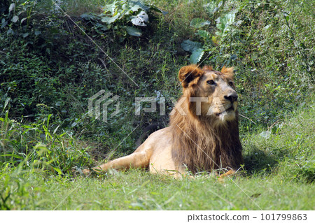 Lion (Panthera leo) 101799863