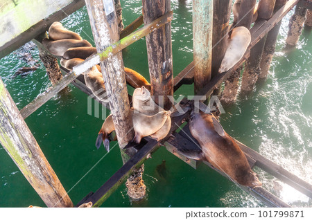 Seals resting under the Santa Cruz Whart 101799871