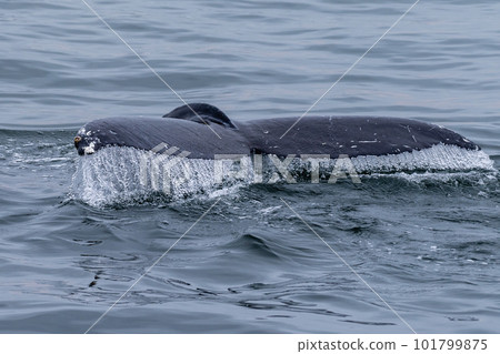 Whale surfacing in Walvis Bay Whale surfacing in Walvis Bay 101799875