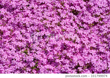Moss phlox at Nagai Botanical Garden 101799974
