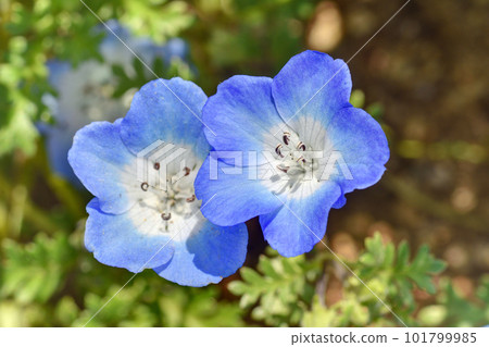 Nemophila in Nagai Botanical Garden Nemophila in Nagai Botanical Garden 101799985