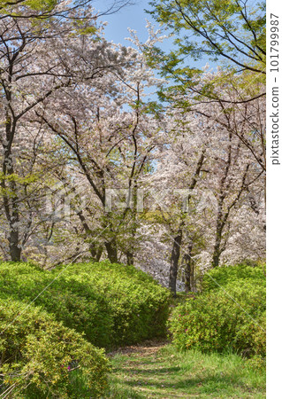 Cherry blossoms at Nagai Botanical Garden 101799987