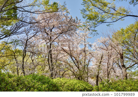 Cherry blossoms at Nagai Botanical Garden 101799989