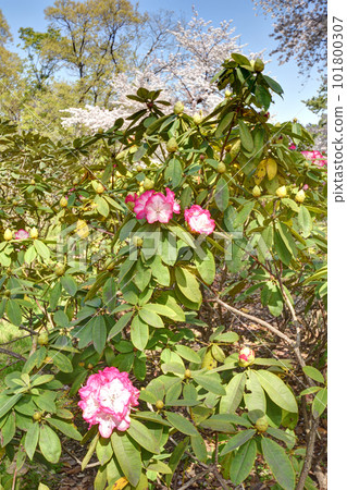 Rhododendron and cherry blossoms at Nagai Botanical Garden 101800307