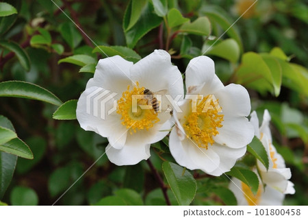 Naniwai 玫瑰花 Naniwai 玫瑰花 101800458