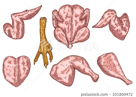 Illustration of cuts of chicken meat in engraving style. Chicken wings, legs. Design element for logo, label, emblem, sign. Vector illustration Illustration of cuts of chicken meat in engraving style. Chicken wings, legs. Design element for logo, label, emblem, sign. Vector illustration 101800472
