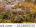Shojiji temple in spring, Kyoto 101800532