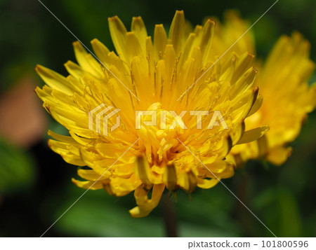 Warm cheerfulness and dandelions are like spring 101800596
