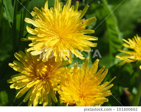 溫暖開朗蒲公英如春 溫暖開朗蒲公英如春 101800602