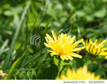 溫暖開朗蒲公英如春 101800604