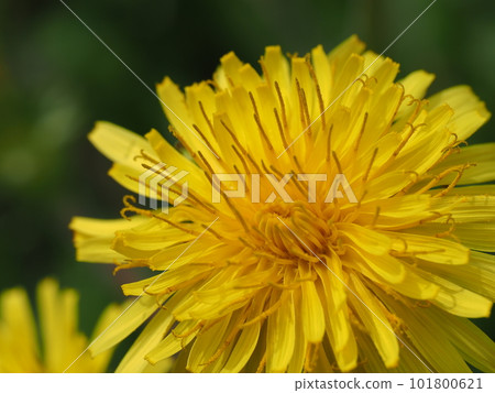 溫暖開朗蒲公英如春 101800621