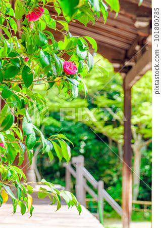 [Nara Prefecture] Byakugoji Temple in Nara City (taken on April 11, 2023) 101800785