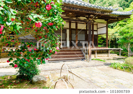 [Nara Prefecture] Byakugoji Temple in Nara City (taken on April 11, 2023) 101800789