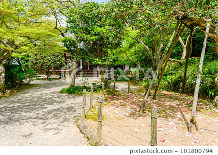 【奈良縣】奈良市白悟寺(2023年4月11日拍攝) 【奈良縣】奈良市白悟寺(2023年4月11日拍攝) 101800794