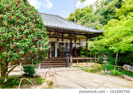 [Nara Prefecture] Byakugoji Temple in Nara City (taken on April 11, 2023) 101800798