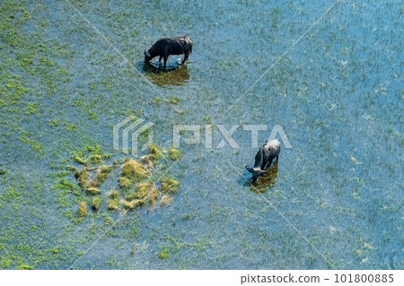 Aerial shot of a herd of buffalo grazing in the Okavango Delta 101800885