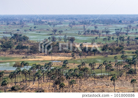 Aerial view of the Okavango Delta Aerial view of the Okavango Delta 101800886