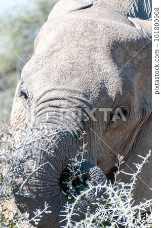 Close-up of an Elephant 101800908