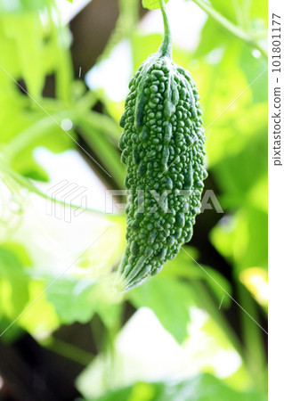 Bitter melon bearing fruit in the kitchen garden 101801177