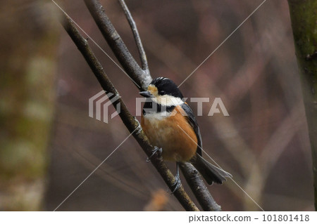 Yamagara Yamagara 101801418