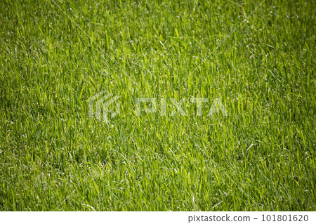 Lawn Lawn 101801620