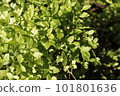 Forest background. Young shoots of blueberries. Bright greens. Sunny summer day  101801636