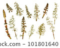 Dried plant, herbarium. Green swamp plants. Elements on a white background 101801640