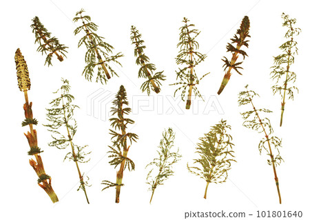 Dried plant, herbarium. Green swamp plants. Elements on a white background Dried plant, herbarium. Green swamp plants. Elements on a white background 101801640