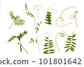Dried plant, herbarium. Green plants, grass. Elements on a white background 101801642