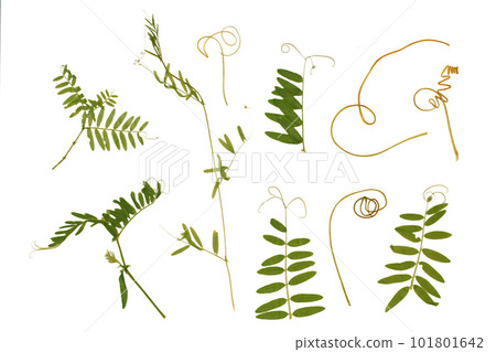 Dried plant, herbarium. Green plants, grass. Elements on a white background Dried plant, herbarium. Green plants, grass. Elements on a white background 101801642