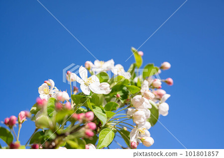 White apple blossoms and blue sky in spring White apple blossoms and blue sky in spring 101801857