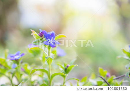 Blue flower firefly vine Blue flower firefly vine 101801880