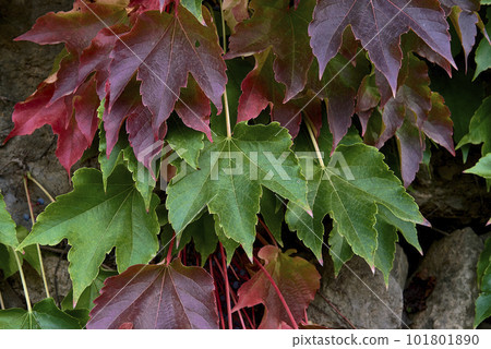 Detail of green and red ivy leaves. 101801890