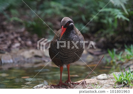 Yambarukuina 101801963