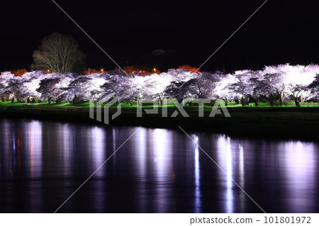 Illuminated cherry blossoms at night Illuminated cherry blossoms at night 101801972
