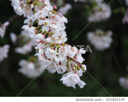 美麗的櫻花花瓣在雨中濕潤 美麗的櫻花花瓣在雨中濕潤 101802145