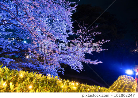 Odawara City, Kanagawa Prefecture Night view of Odawara Castle and cherry blossoms at night 101802247
