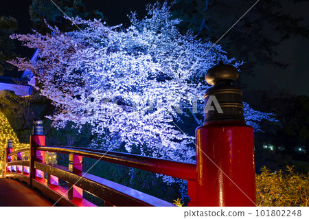 Odawara City, Kanagawa Prefecture Night view of Odawara Castle and cherry blossoms at night 101802248