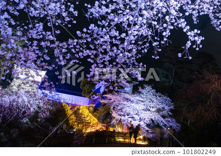 Odawara City, Kanagawa Prefecture Night view of Odawara Castle and cherry blossoms at night 101802249